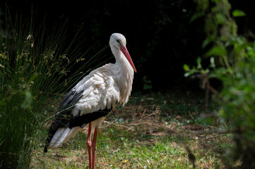 White Stork Close up Standing