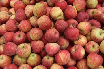 fresh red apples in the farm