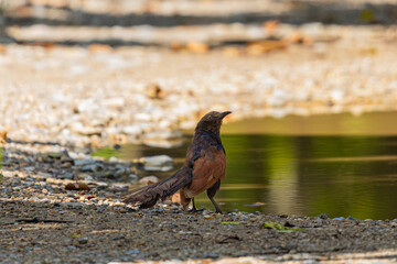 Greater Coucal Dust Bathing on Rocky Ground