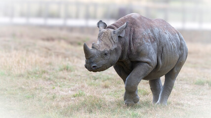 Fototapeta premium Black Rhinoceros Calf Standing in a Field