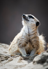 Close up Meerkat Resting on a Rock