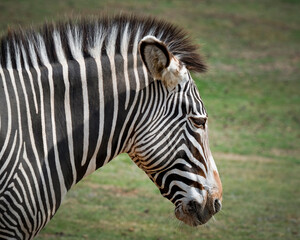 Close up Head Shot Gravy's Zebra