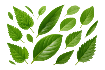 Assorted green leaves of different sizes and shapes.