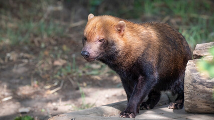 Naklejka premium Close up of a Bush Dog