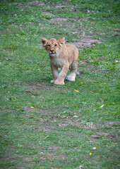 Naklejka premium Young Lion Cub Walking on Grass