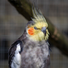 Caged Cockatiel Sleeping Close up