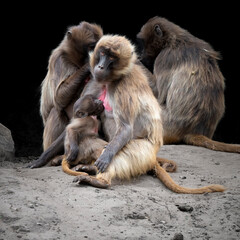Gelada Monkey Breast feeding her Baby