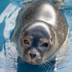 harbour seal in a rehabilitation pool uk