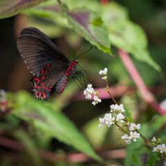 Pink Spotted Cattleheart Butterfly on a White Flower