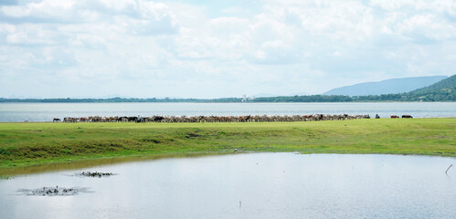Herd of Thai Buffalo walking near lake at Ban Tha rit campground as know as New Zealand in Thailand in Lopburi Province, Thailand.