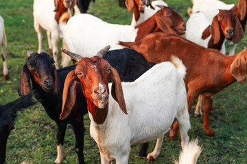 Herd of goat in local farm.
