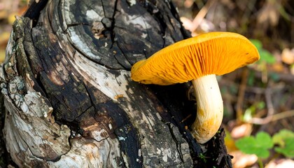 Orange mushroom on a decaying tree stump