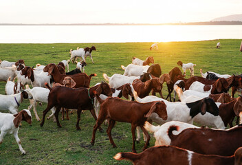 Herd of goat resting near lake at  Ban Tha rit campground as know as New Zealand in Thailand in Lopburi Province, Thailand.