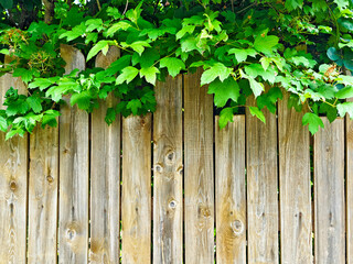 Wooden fence with lush green leaves creating a natural frame and inviting backdrop for creative designs or text placement