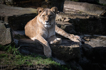 Adult Female Lioness Resting on a Rock