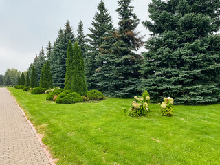 A lush and vibrant green landscape adorned with evergreen trees and a pristine, winding pathway...