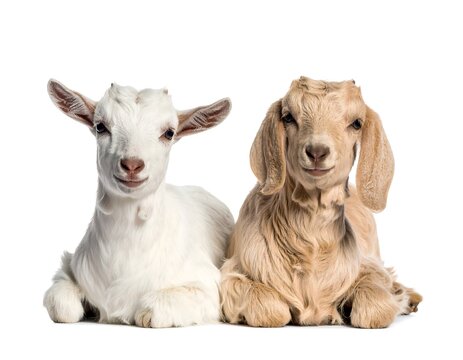 Two young goats, one white and one beige, lying down