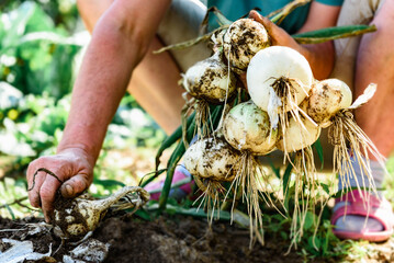 Woman picking white onions harvest in summer.