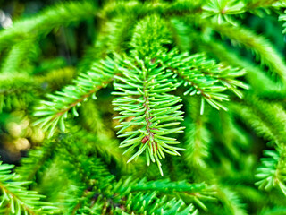 Lush green pine needles on a tree branch during a sunny afternoon in a forest setting