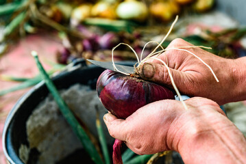 Woman peeling red onions for winter storage.