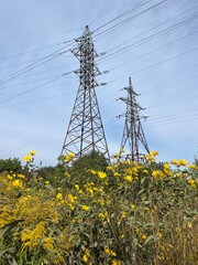 A tall electricity transmission tower covered with climbing green vines