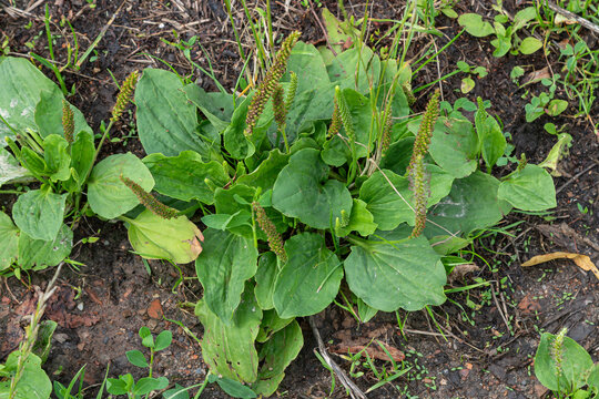 Wild Plantago major Broadleaf plantain growing in a natural habitat during the late spring season in an open grassy area
