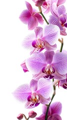 Closeup of a Purple Striped Orchid Stem with Buds and Open Flowers