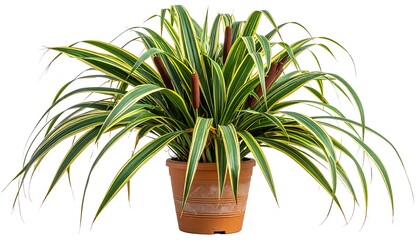 Ornamental plant in terracotta pot