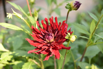 Dahlia rouge au jardin en été