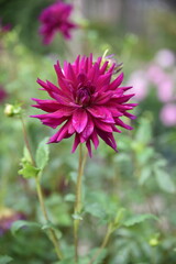 Obraz premium Dahlia violet au jardin en été