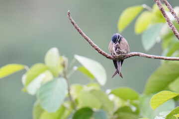 Whiskered Treeswift (Hemiprocne comata)bird is brooding its chicks in a nest on a branch.