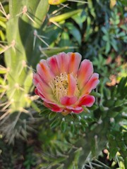 An Eve’s Pin cactus bloom shows vivid petals in red, pink, orange, and yellow, opening to reveal white stamens and a golden center, glowing brightly against the green spiny backdrop.