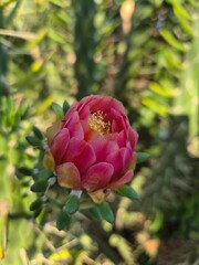An Eve’s Pin cactus bloom shows vivid petals in red, pink, orange, and yellow, opening to reveal white stamens and a golden center, glowing brightly against the green spiny backdrop.