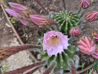 An Easter Lily Cactus with a round green body and fuzzy stems shows one large pink bloom fully open, while many striped buds around it wait to unfold, creating a striking contrast.