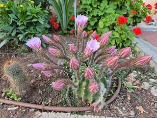 An Easter Lily Cactus with a round green body and fuzzy stems shows one large pink bloom fully open, while many striped buds around it wait to unfold, creating a striking contrast.