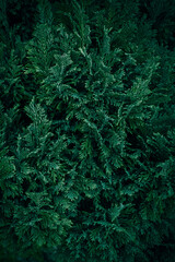 A close up of green Lawson Cypress branches