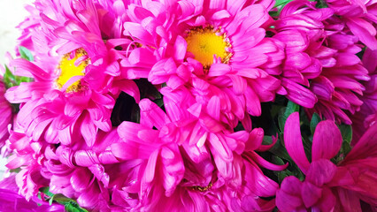 Bright magenta chrysanthemum flowers in close-up with vivid yellow centers. Perfect for themes of...