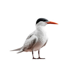 Obraz premium Common Tern Bird with Bright Orange Beak Isolated on Transparent Background