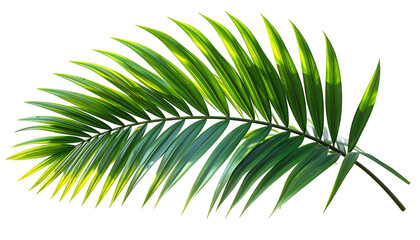 Obraz premium Vibrant palm leaf illustration