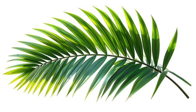 Vibrant palm leaf illustration