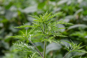 Common Ragweed showcases its lush green foliage in a natural setting during the summer months thriving under ample sunlight