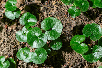 European wild ginger plants with glossy green leaves growing in a shaded woodland area