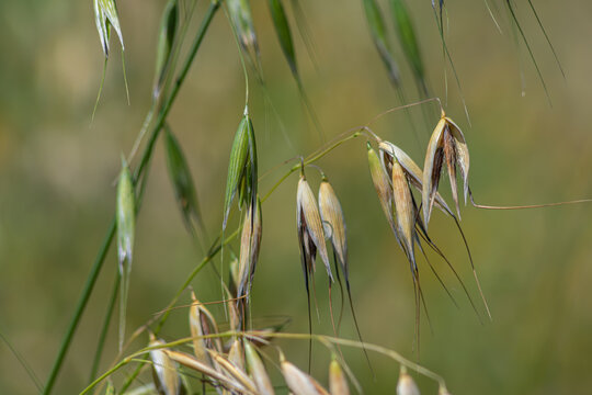 Wild oat plant Avena fatua displaying elongated seed pods in a natural environment during sunny weather in summer