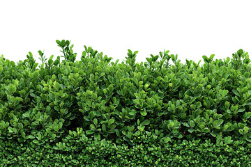 Fototapeta premium Rectangular boxwood hedge with dense emerald foliage and crisp top edge, isolated on transparent background. 