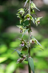 Violet Helleborine blooms in a serene woodland setting during late spring showcasing delicate pale green flowers amidst lush foliage