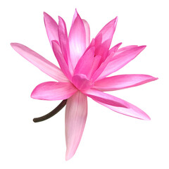 Naklejka premium Pink Lotus Flower Stock Photo (Nelumbo nucifera)