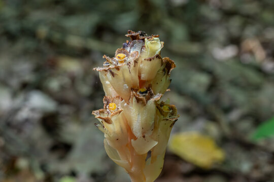 Yellow bird's-nest blooms from forest floor showcasing unique saprophytic characteristics in a shaded woodland habitat