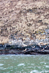 seals on shore of island in Pacific ocean