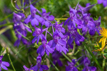 Obraz premium Vibrant clusters of Consolida regalis flourishing in a sunny garden during summer showcasing a vivid display of purple blossoms