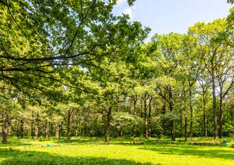 clearing with benches in oak grove of city park
